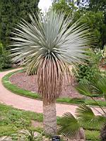 Yucca Rostrata (fam Agavacees)(02) (Photo F. Mrugala)